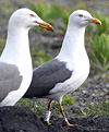adult graellsii in May, ringed in the Netherlands. (74841 bytes)